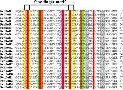 Genome-Wide Analysis of Dof Genes and Their Response to Abiotic Stress in Rose (Rosa chinensis)